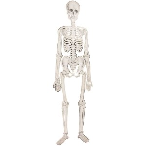 Squelette Articul - Cabinet de Curiosit