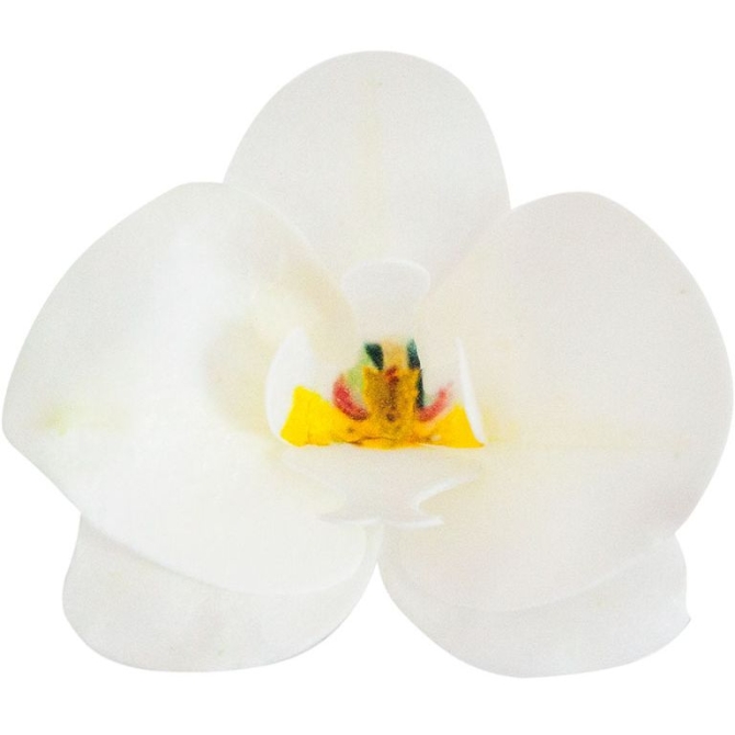 10 Orchides Blanche 8, 5 x 7, 5 cm -  Azyme 