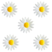 5 Petites Marguerites Blanches  Coeur Jaune (4,5 cm) - Azyme